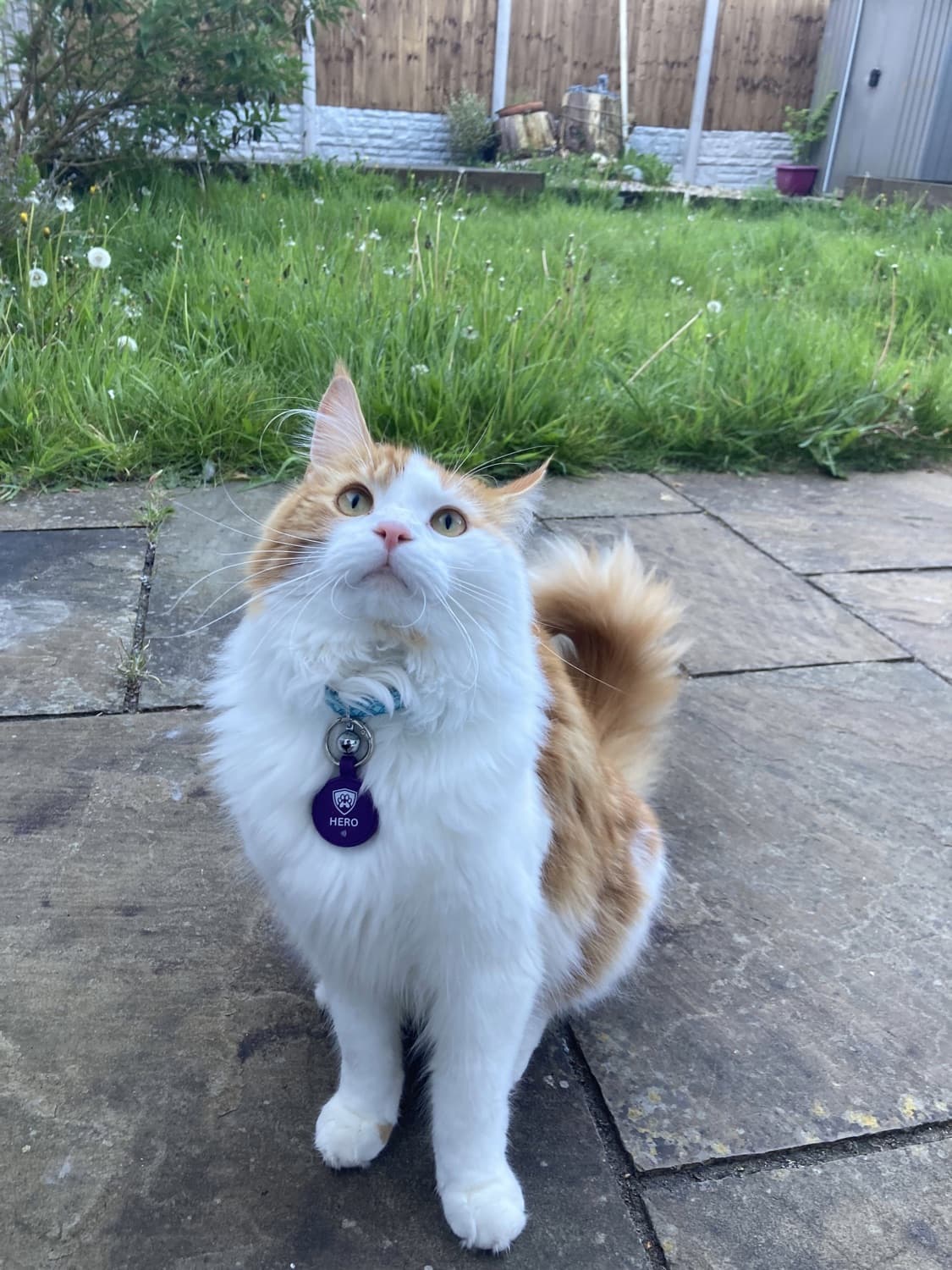 Tom, a ginger and white cat, wearing a purple Hero smart tag on his collar