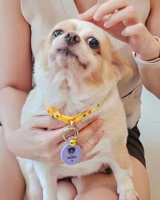 GiGi, a cream Chihuahua, wearing a lavender Hero tag on a yellow collar